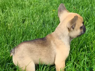 French Bulldog dogs for sale: Spike - Ad 2