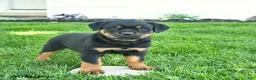 Rottweiler dogs for sale: Bandit  - Ad 1