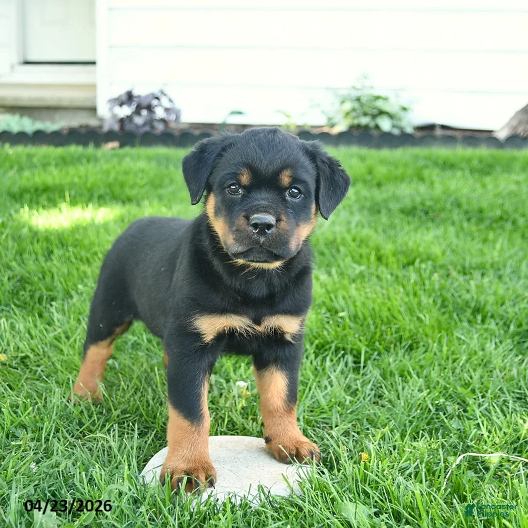 Rottweiler dogs for sale: Bandit  - Ad 1