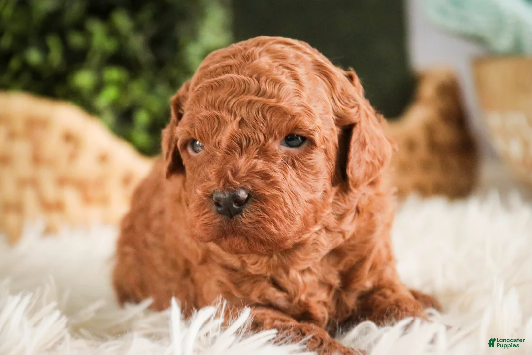 Miniature Poodle dogs for sale: Corbin - Ad 3