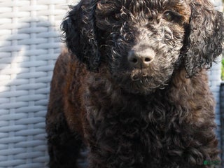 Goldendoodle dogs - Ad 33