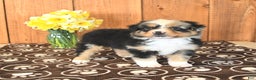 Miniature Australian Shepherd dogs for sale: Dozer - Ad 4