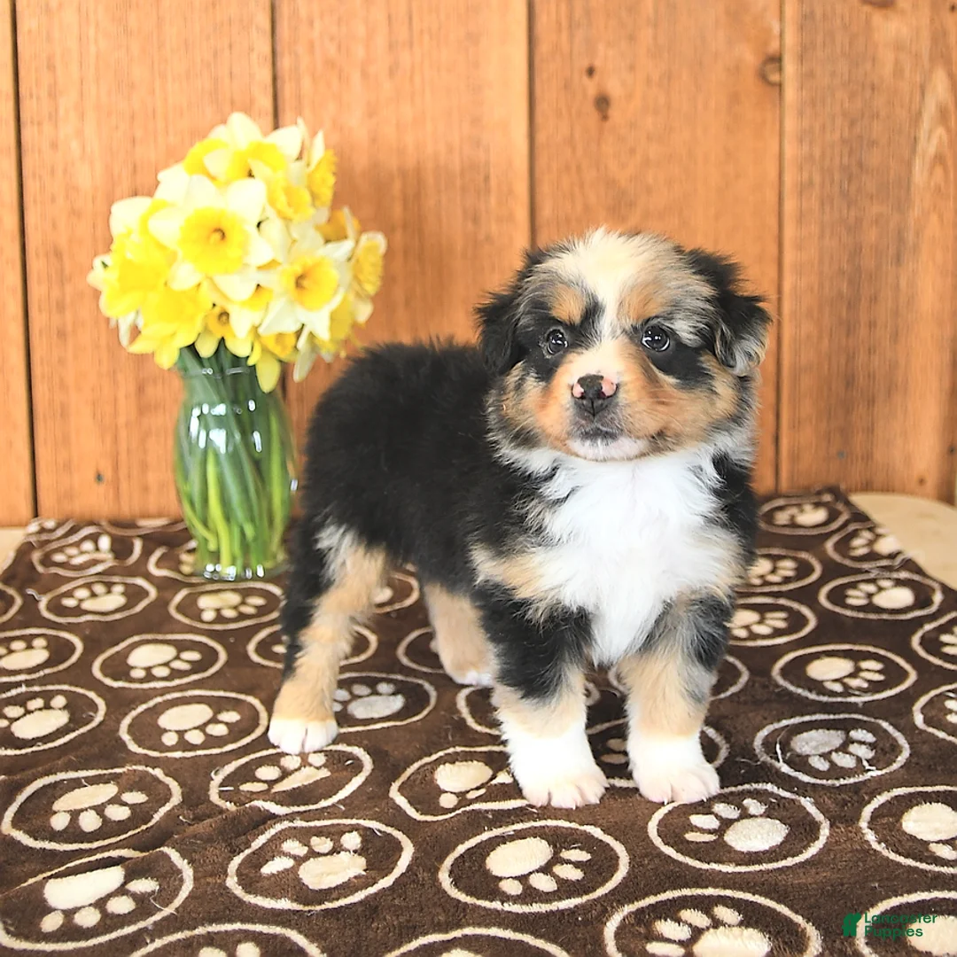 Miniature Australian Shepherd dogs for sale: Dozer - Ad 8