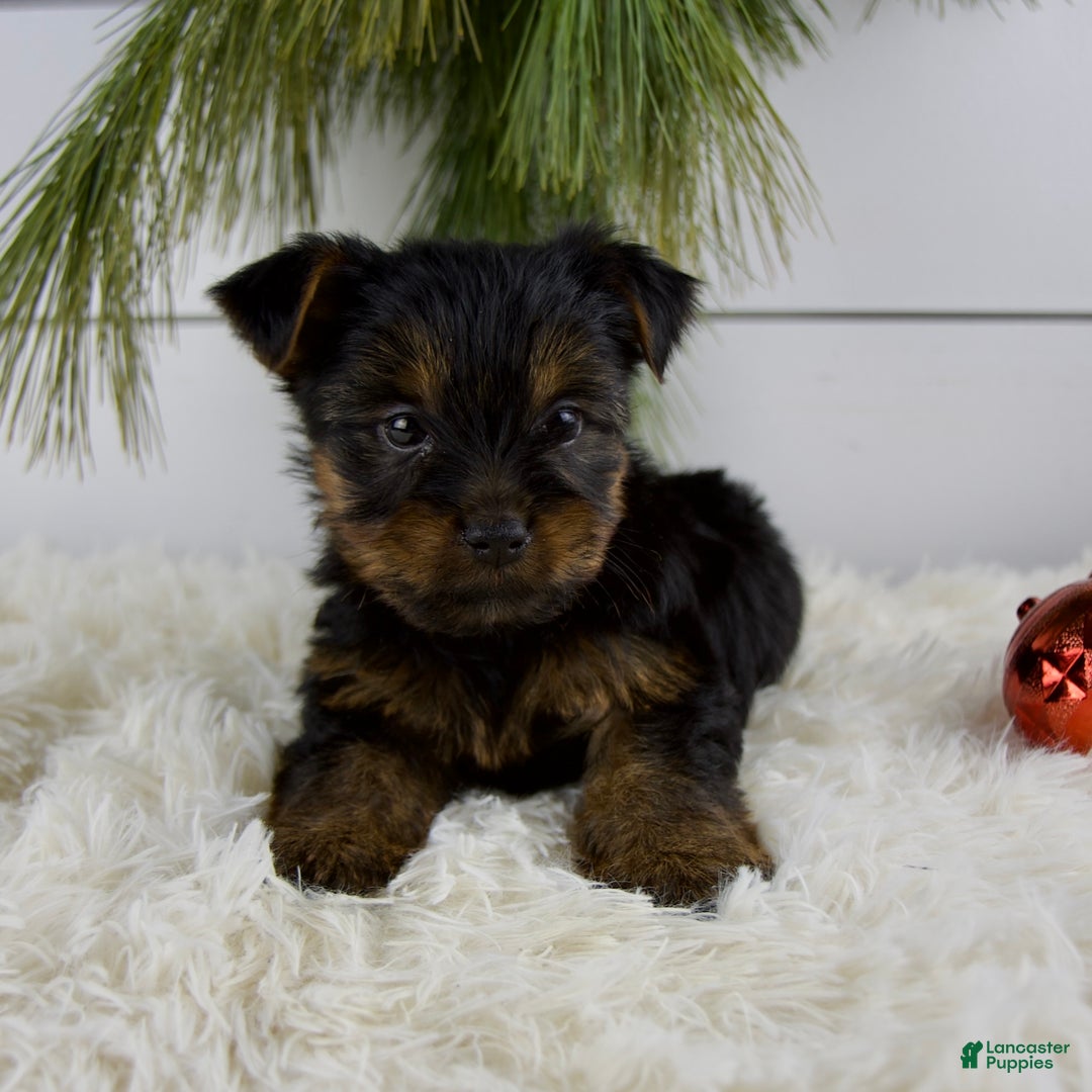 Yorkshire Terrier dogs for sale: Cody - Ad 1