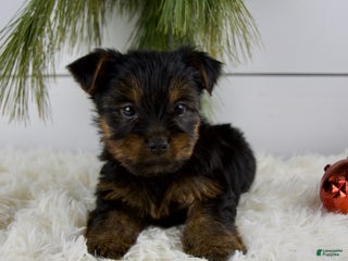 Yorkshire Terrier dogs Cody - Ad 8