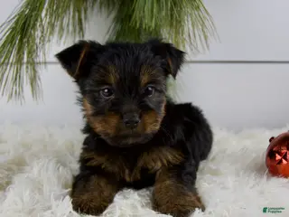 Yorkshire Terrier dogs Cody - Ad 1