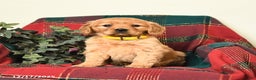 Miniature Golden Retriever dogs for sale: Betty   - Ad 1