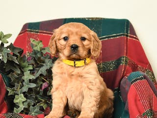 Miniature Golden Retriever dogs Betty - Ad 21