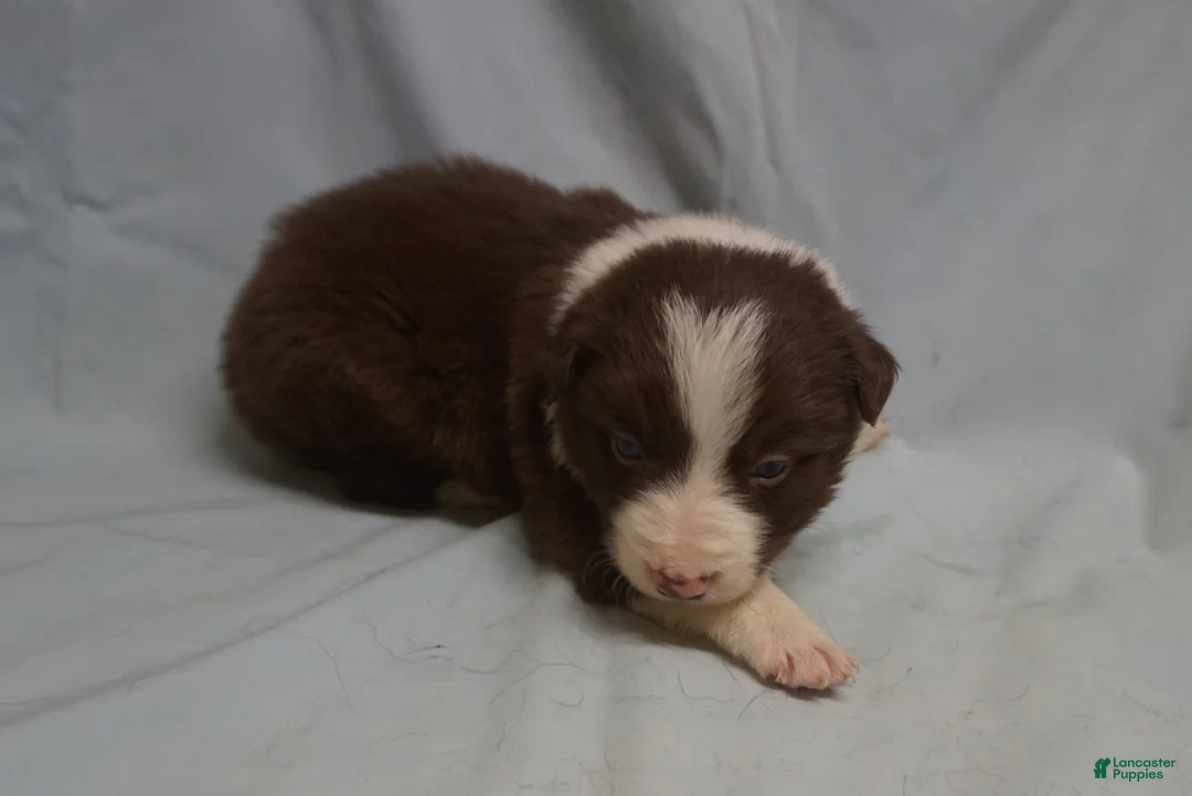 Border Collie dogs for sale: Royce,   Puppy 5 - Ad 2