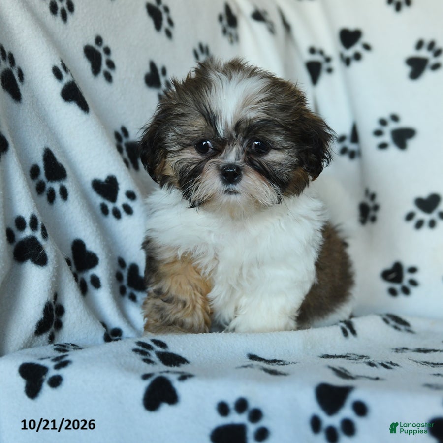 Shih Tzu dogs Tilly - Ad 1