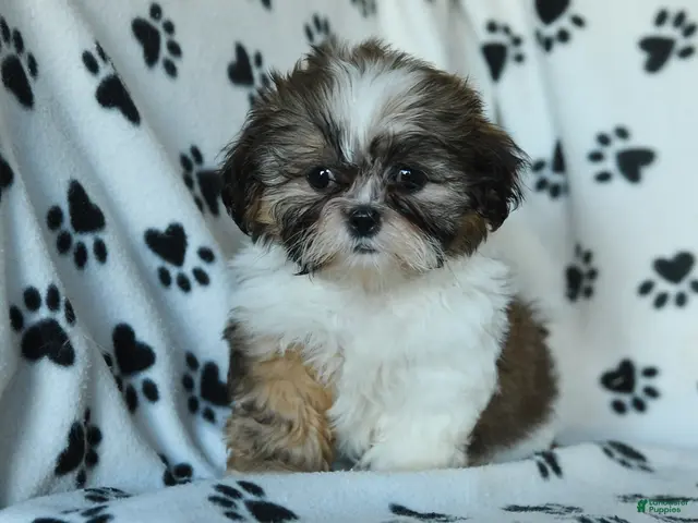 Shih Tzu dogs for sale: Tilly - Ad 1