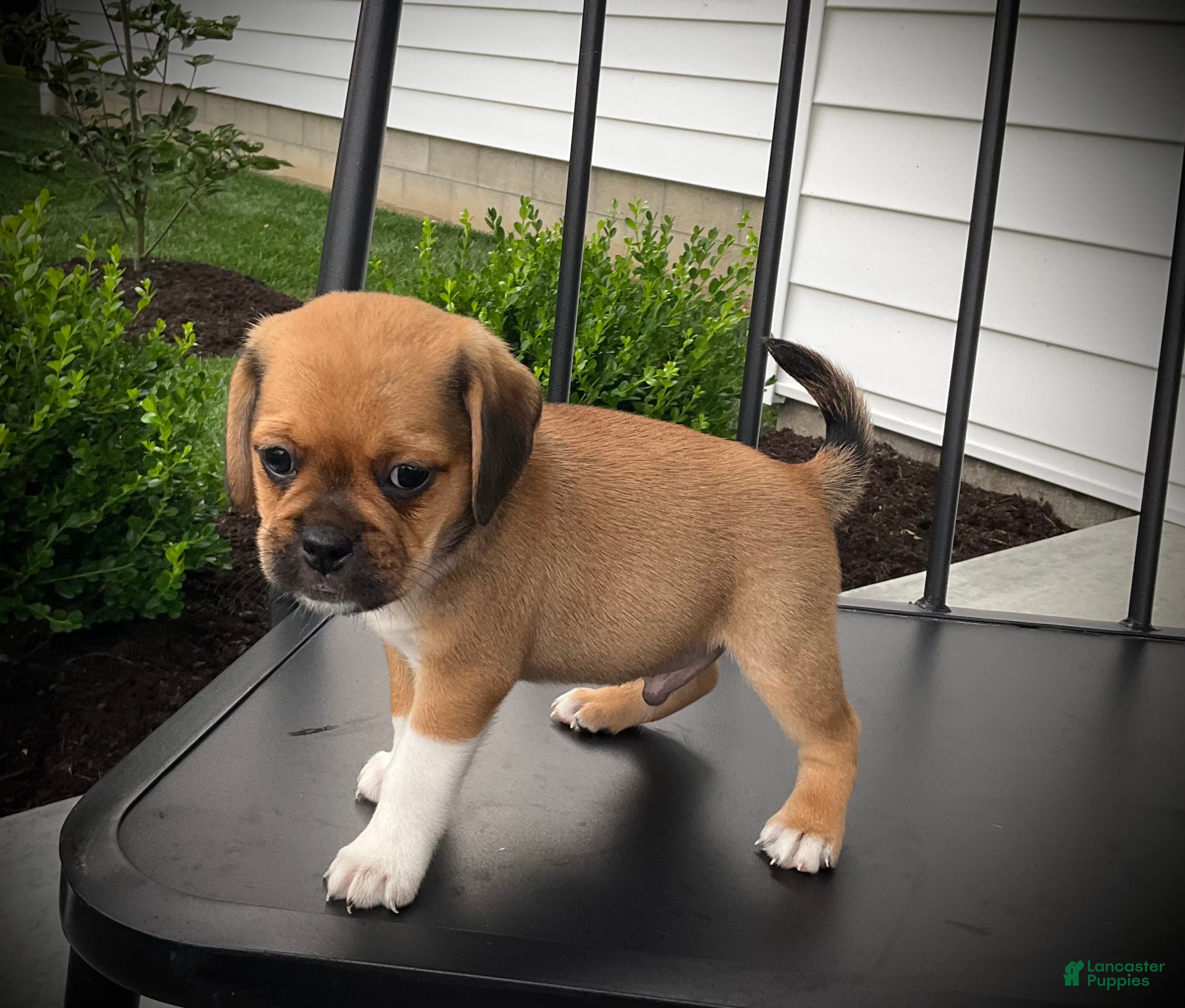 Puggle dogs Sawyer  - Ad 1