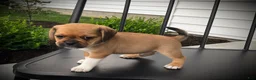 Puggle dogs for sale: Sawyer  - Ad 1