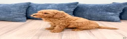 Mini Goldendoodle dogs for sale: Charlie - Ad 5