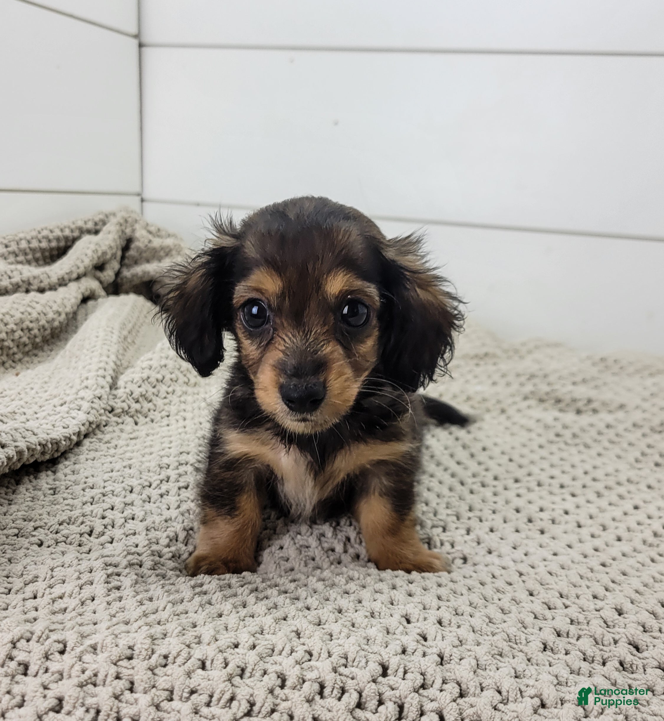 Miniature Dachshund dogs Miniature Dachshund 2 - Ad 2