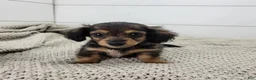 Miniature Dachshund dogs for sale: Miniature Dachshund 2 - Ad 2