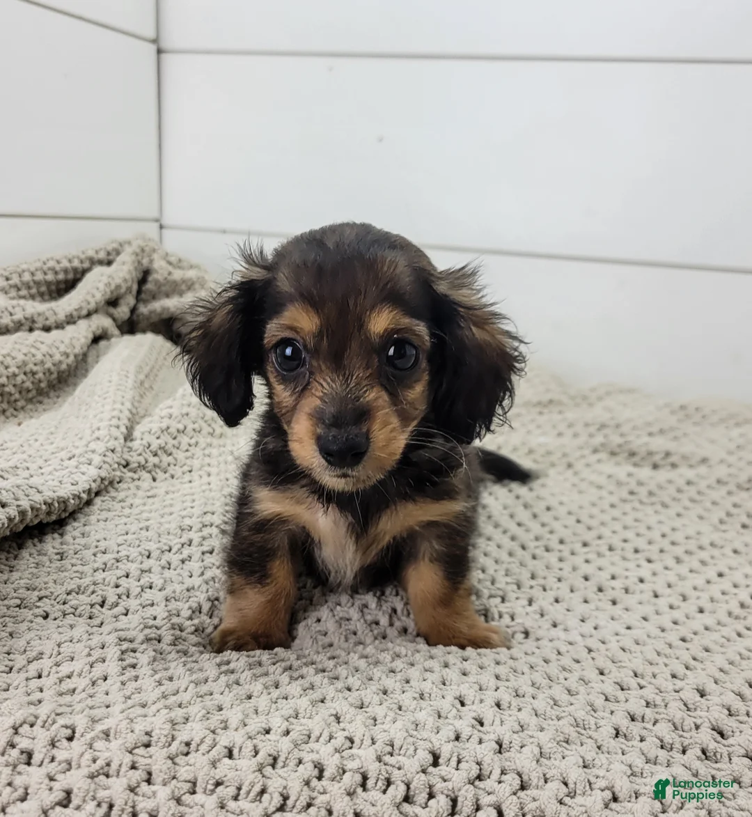 Miniature Dachshund dogs for sale: Miniature Dachshund 2 - Ad 2
