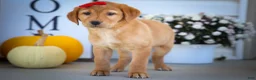 Labrador Retriever dogs for sale: NAOMI - Ad 9