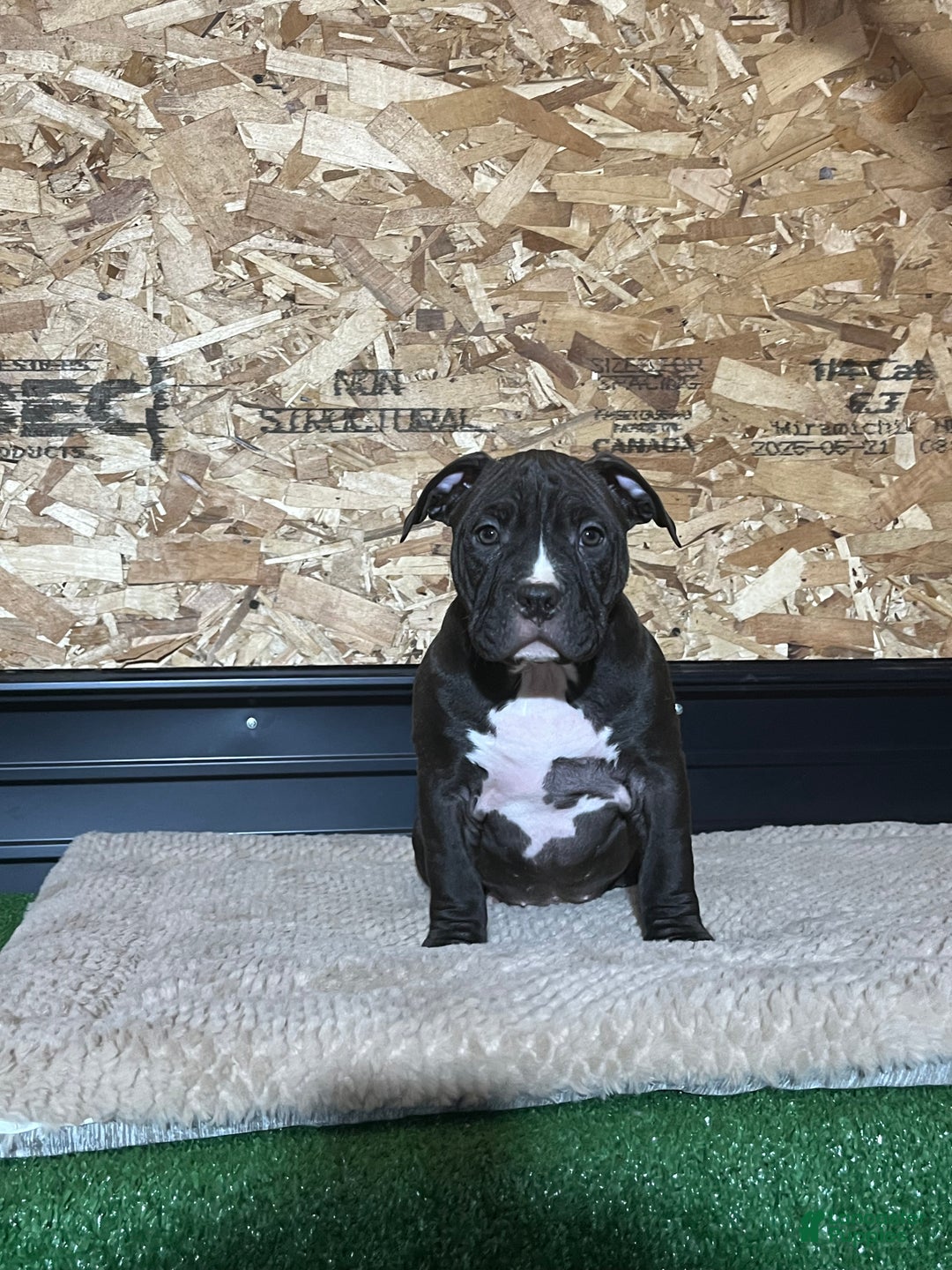 American Bully dogs for sale: Raven - Ad 3
