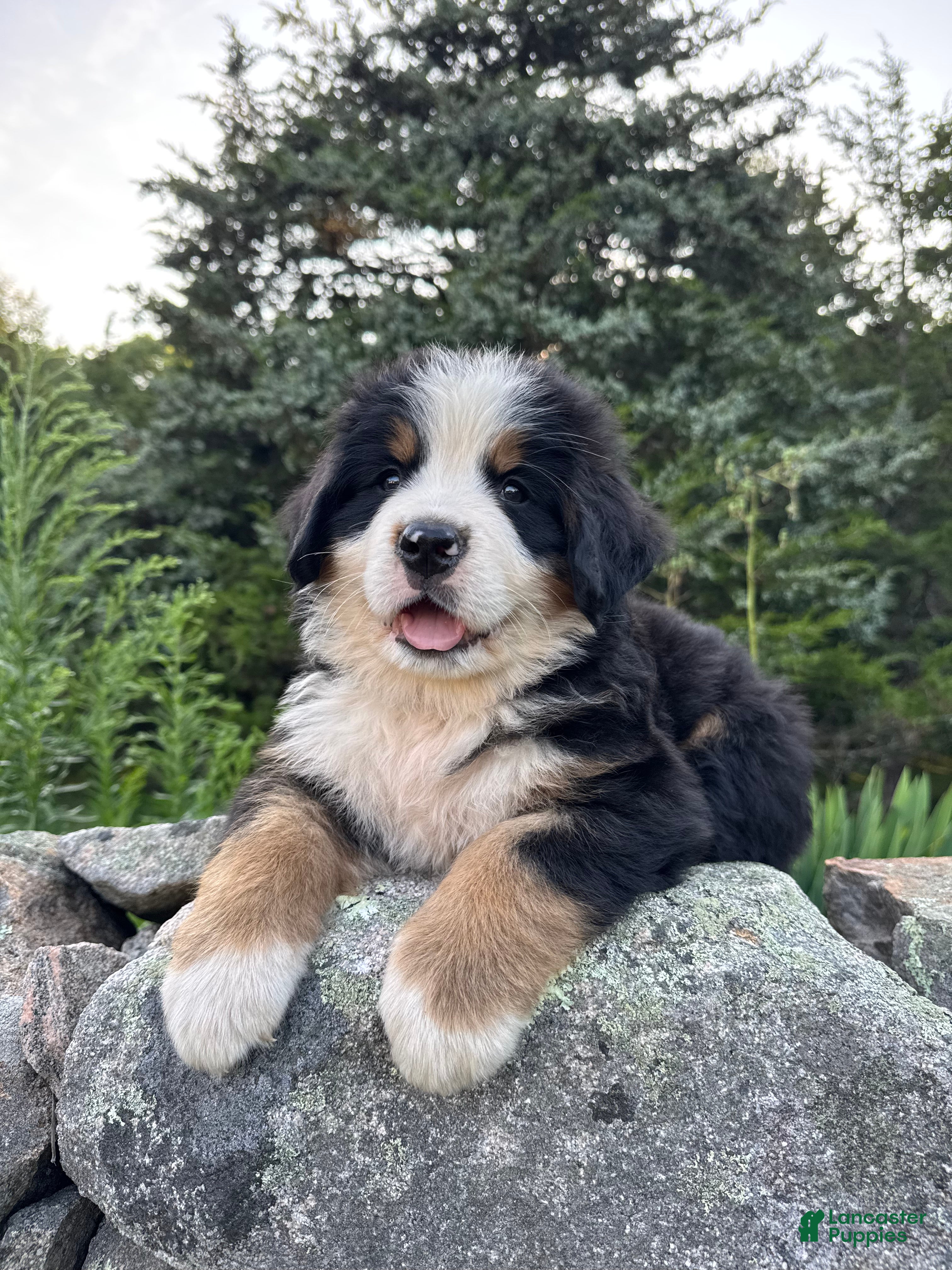 Bernese Mountain Dog dogs Atlas - Ad 39