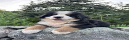 Bernese Mountain Dog dogs for sale: Atlas - Ad 1