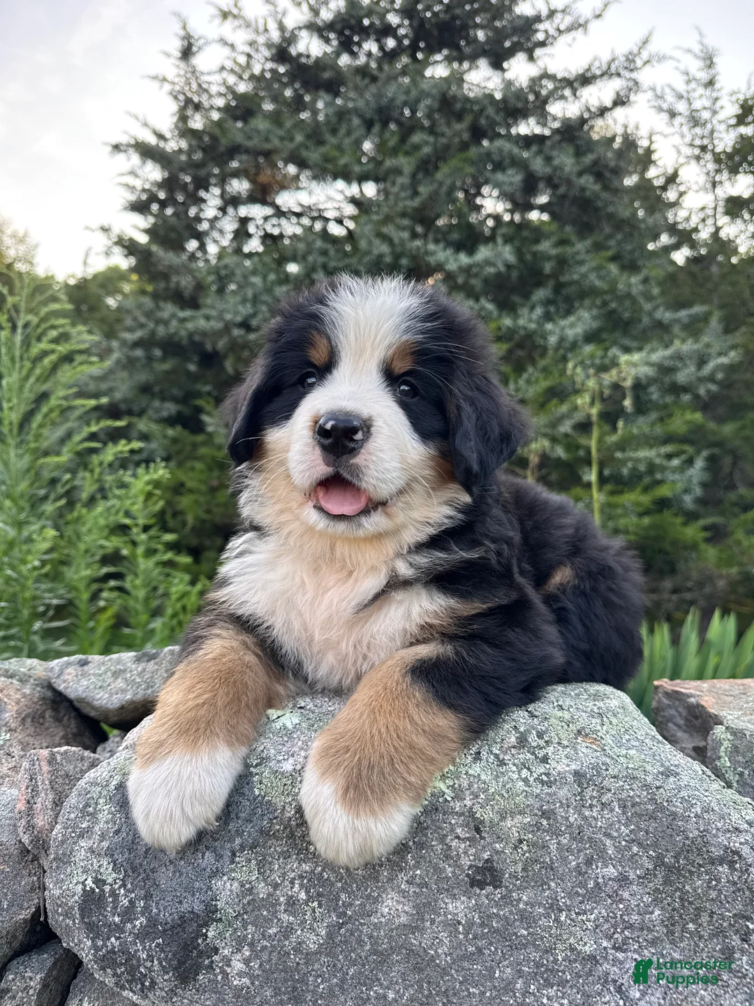 Bernese Mountain Dog dogs for sale: Atlas - Ad 1