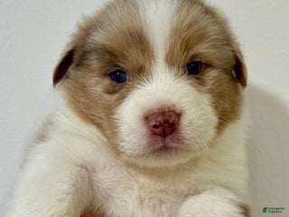 Australian Shepherd dogs - Ad 10