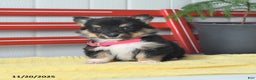 Welsh Corgi Pembroke dogs for sale: Fluffy Tootsie Roll - Ad 7