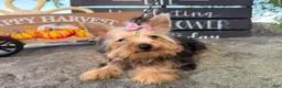 Yorkshire Terrier dogs for sale: Nicole Yorkshire Terrier  - Ad 12