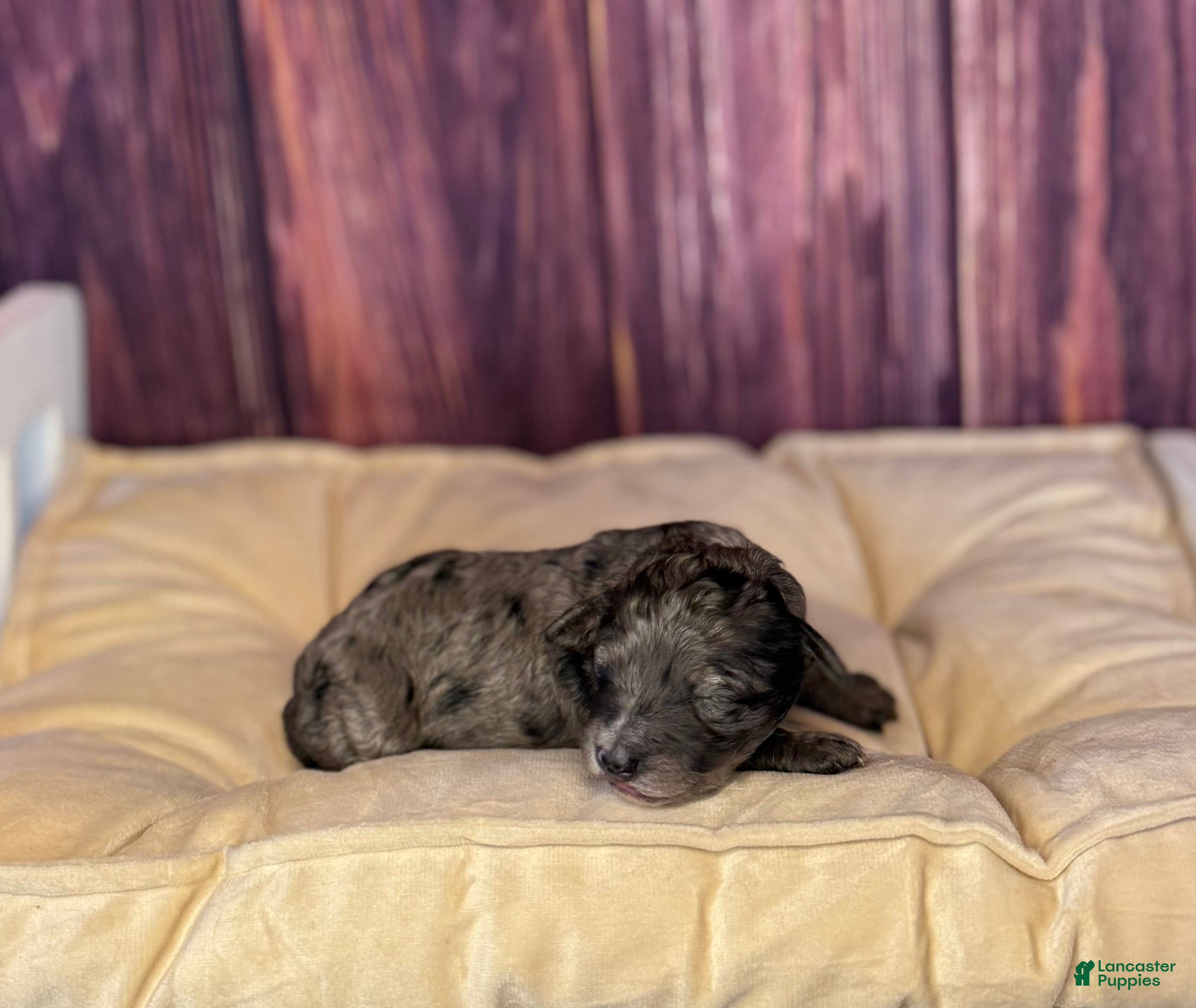 Maltipoo dogs Sara - Ad 2