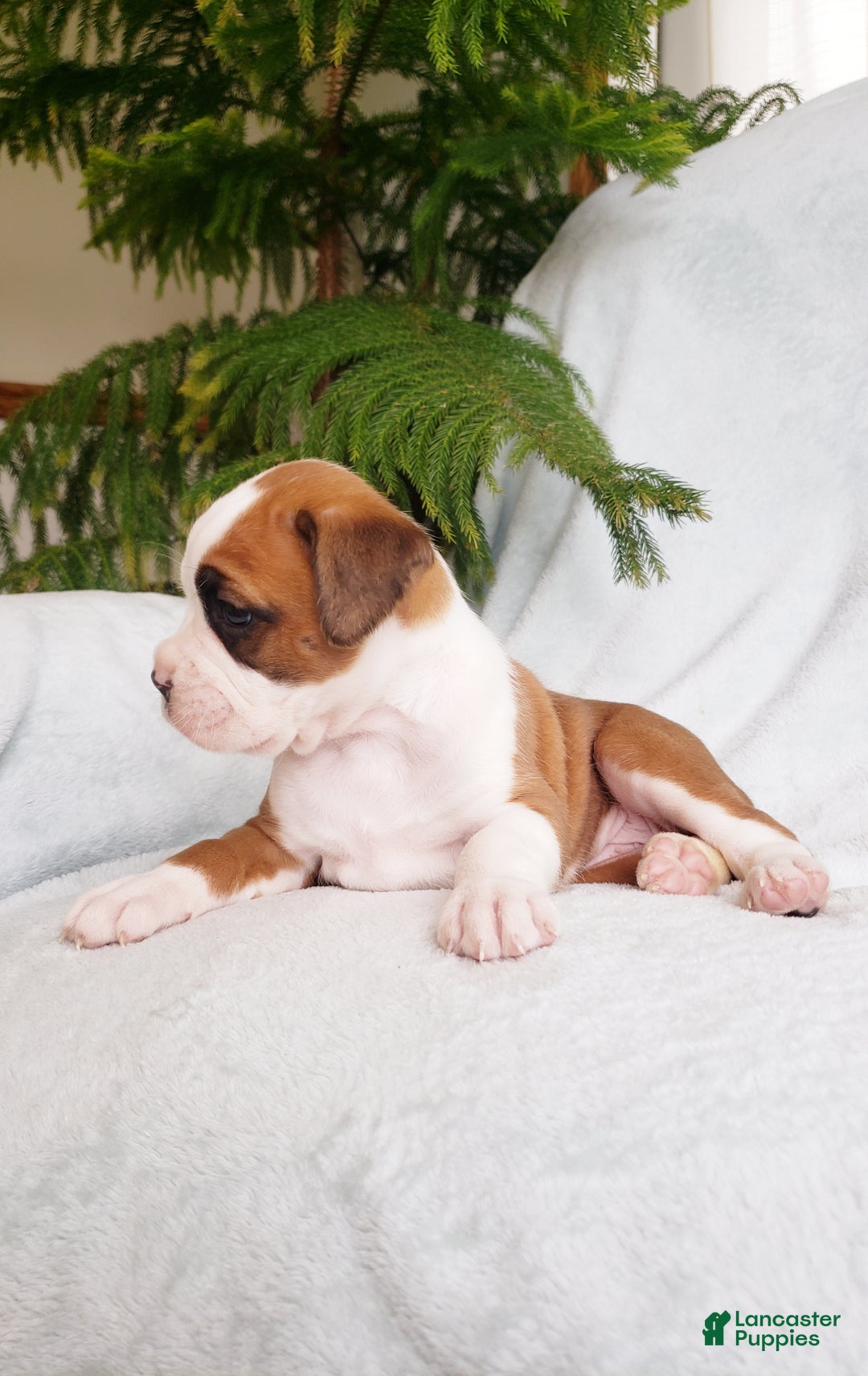 Boxer dogs for sale: Cookie  - Ad 3