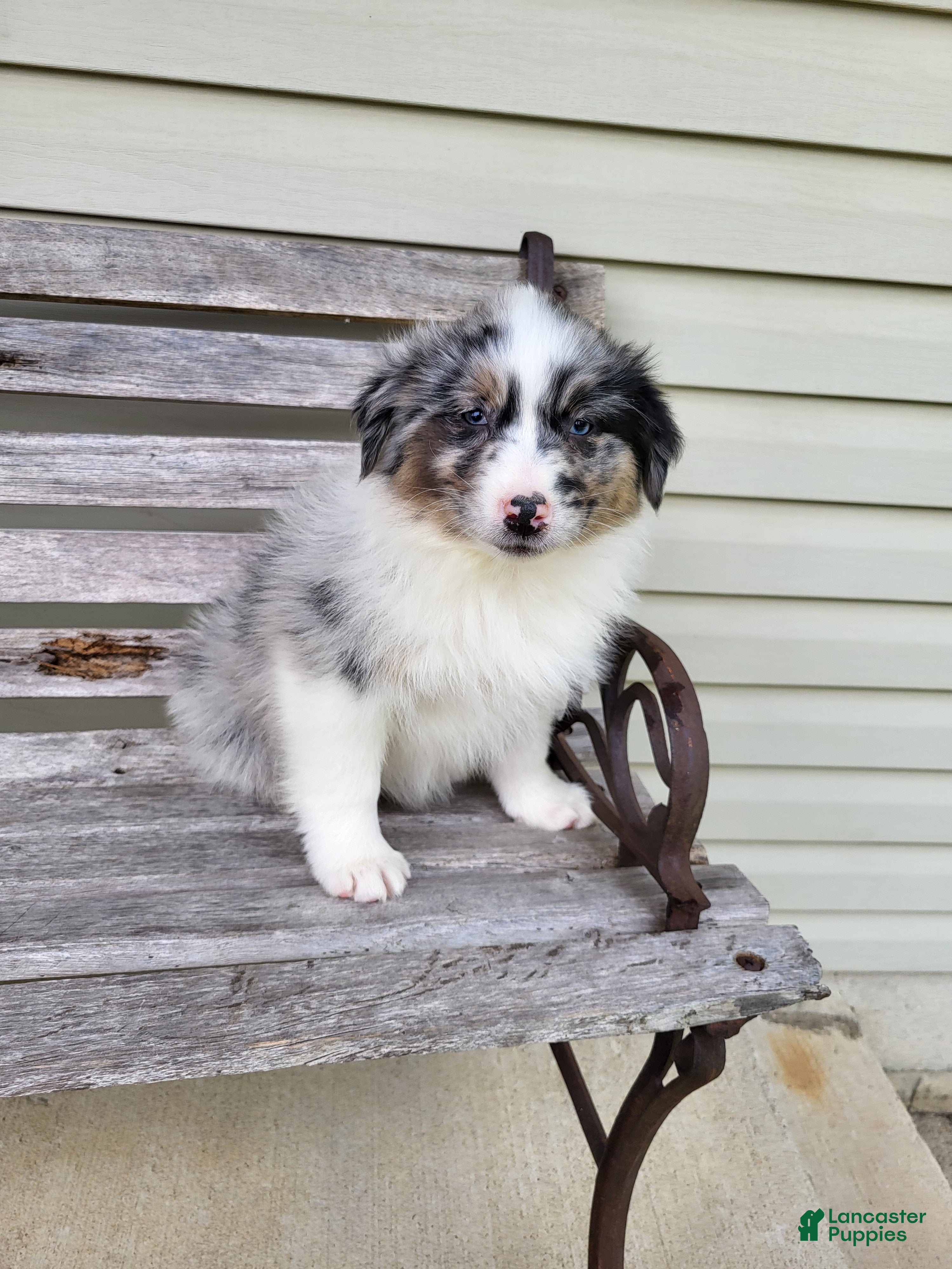 Australian Shepherd dogs Jacki - Ad 1