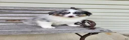 Australian Shepherd dogs for sale: Jacki - Ad 1