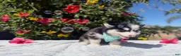 Pomsky dogs for sale: Eclipse - Ad 2
