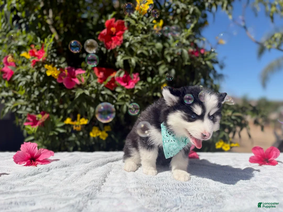 Pomsky dogs for sale: Eclipse - Ad 2