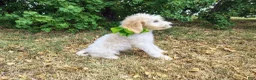 Mini Goldendoodle dogs for sale: Mini Goldendoodle 3 - Ad 2