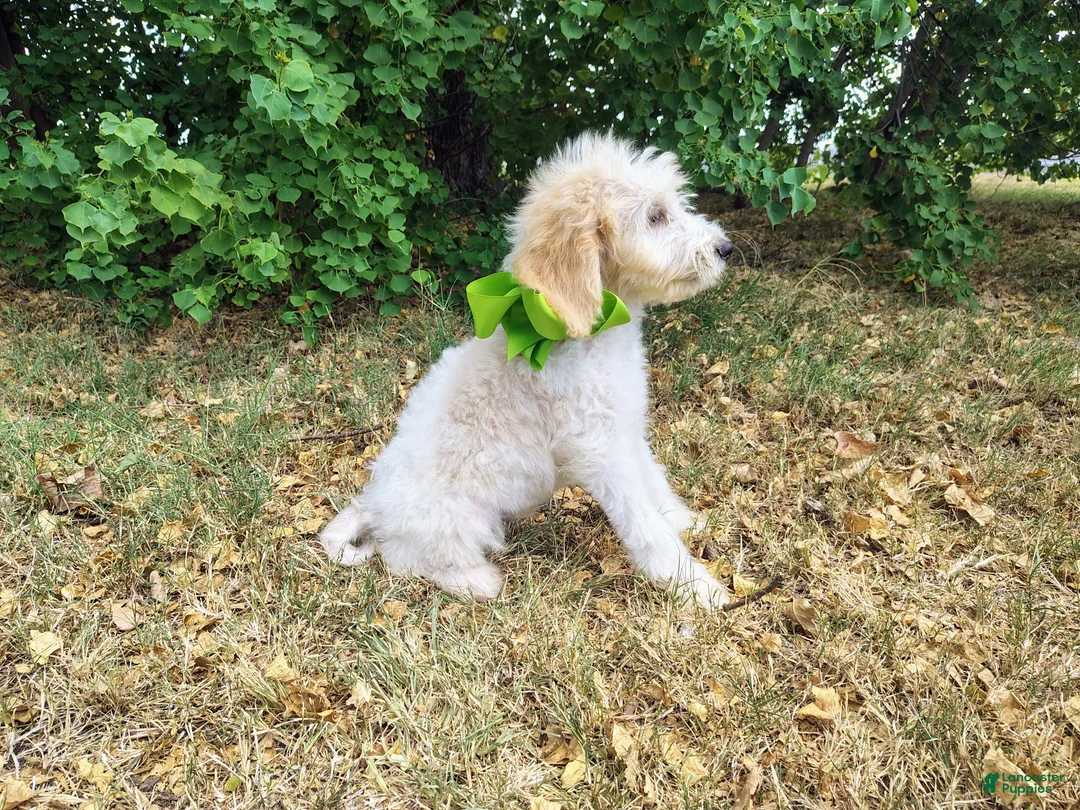 Mini Goldendoodle dogs for sale: Mini Goldendoodle 3 - Ad 2