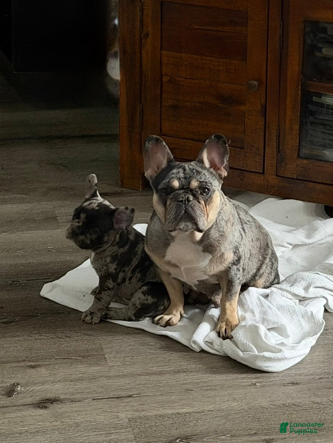French Bulldog dogs for sale: Princess  - Ad 6