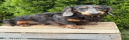 Dachshund dogs for sale: Sophie - Ad 5