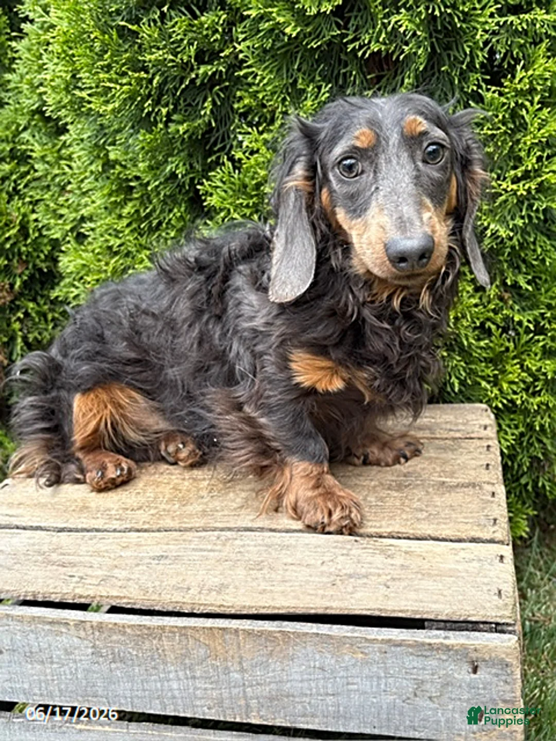 Dachshund dogs for sale: Sophie - Ad 5