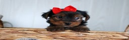 Yorkshire Terrier dogs for sale: CODY - Ad 16