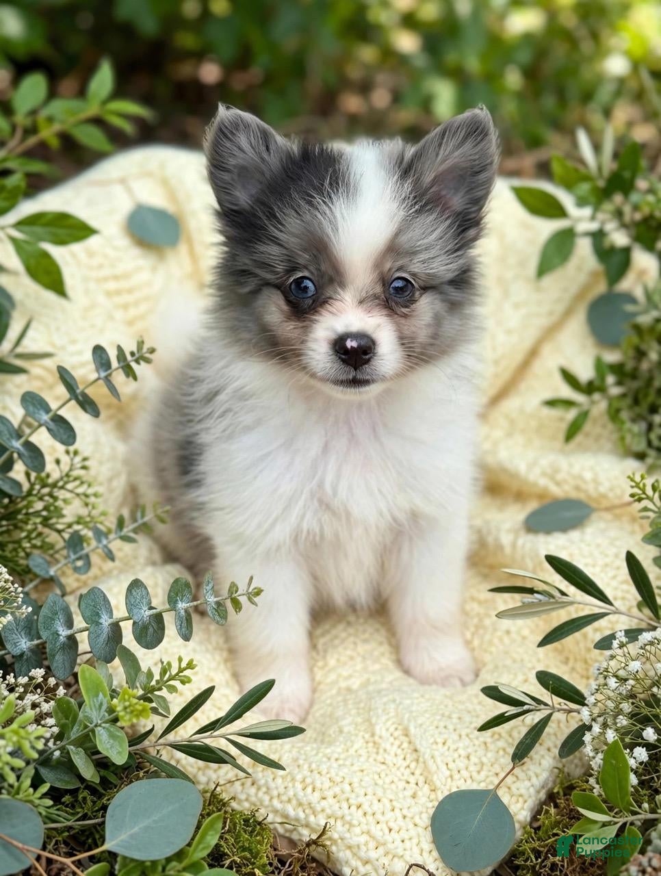 Pomeranian dogs Pomeranian 2 kendall - Ad 19