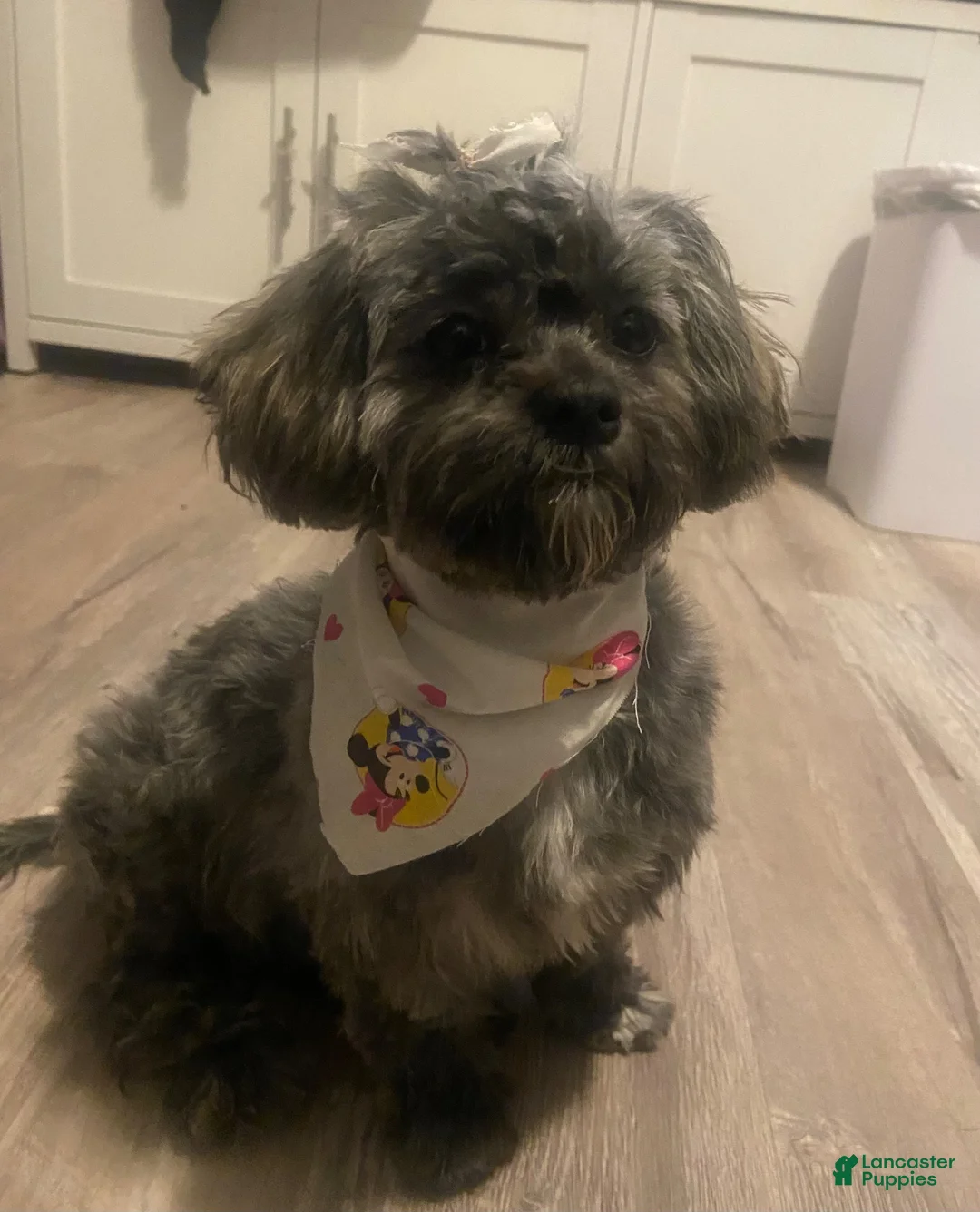 Shihpoo dogs for sale: Shihpoo 2 - Ad 9