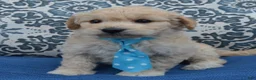 Mini Goldendoodle dogs for sale: Mini Gus - Ad 7