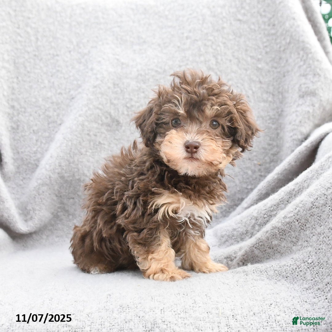 Toy Poodle dogs for sale: Fiona  - Ad 2
