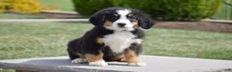 Bernese Mountain Dog dogs for sale: Forest - Ad 1