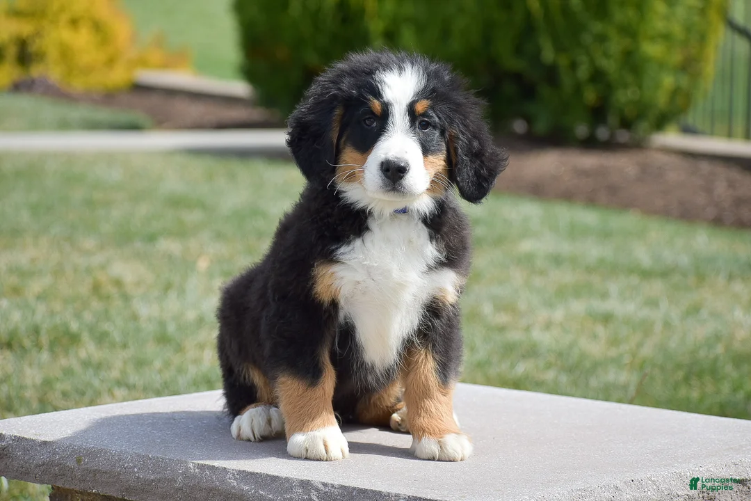 Bernese Mountain Dog dogs for sale: Forest - Ad 1