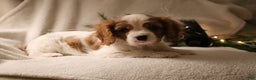 Cavalier King Charles Spaniel dogs for sale: Leo - Ad 5