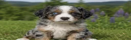 Mixed Breed dogs for sale: Noodle - Ad 4