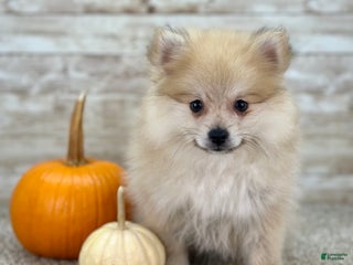 Pomeranian dogs - Ad 5